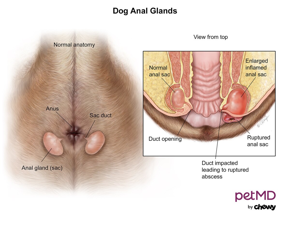 Do Large Dogs Need Their Glands Expressed